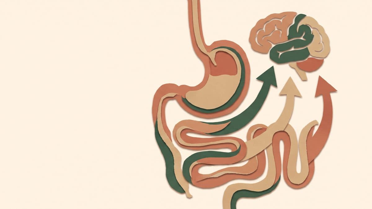 Paper-cut illustration of a stomach and intestine with signal arrows travelling up to a brain